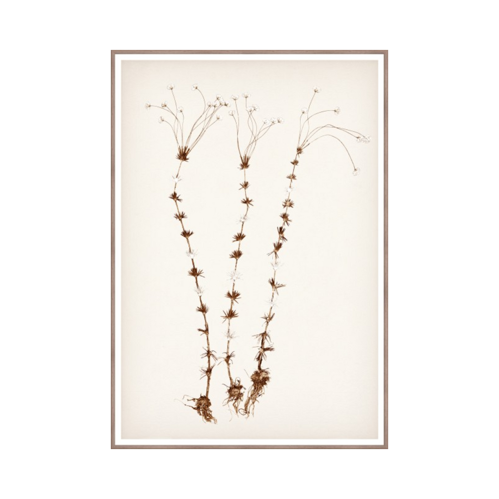 Botanical In Umber II