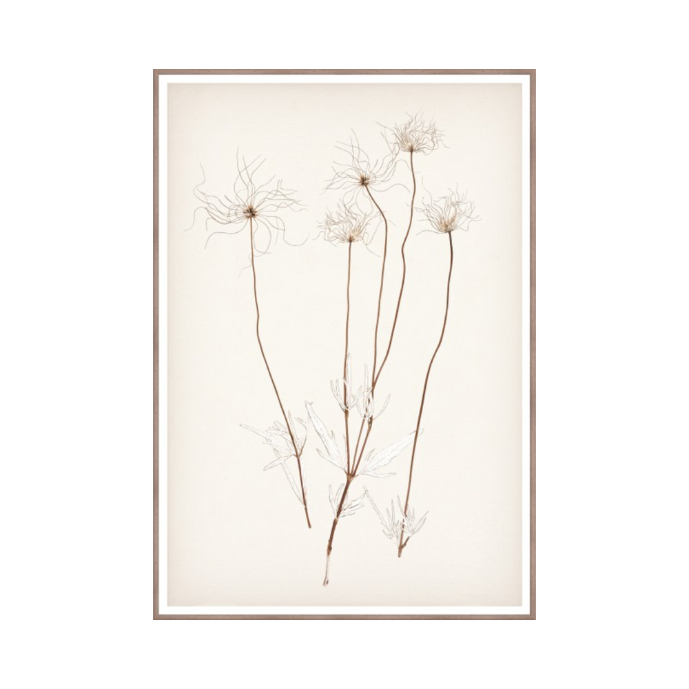 Botanical In Umber III