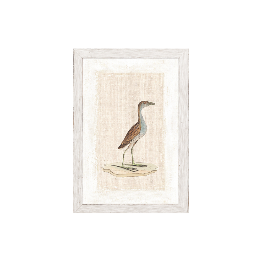 Sanderling Plover C. 1790