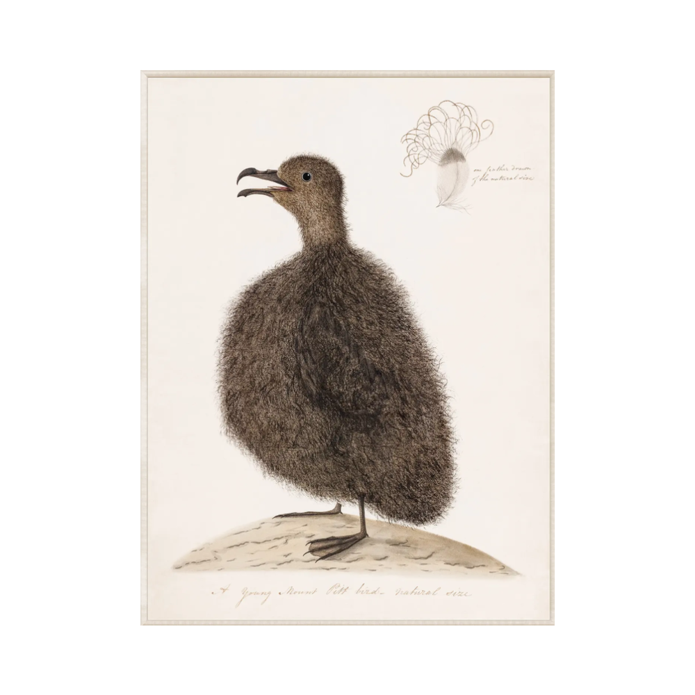 Young Mount Pitt Bird, C. 1792