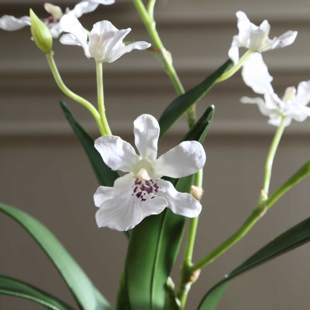 Clovis - Orchid Drop-In - White