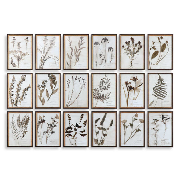 Botany - Framed Prints (Set of 18) - Black / Brown / Gold
