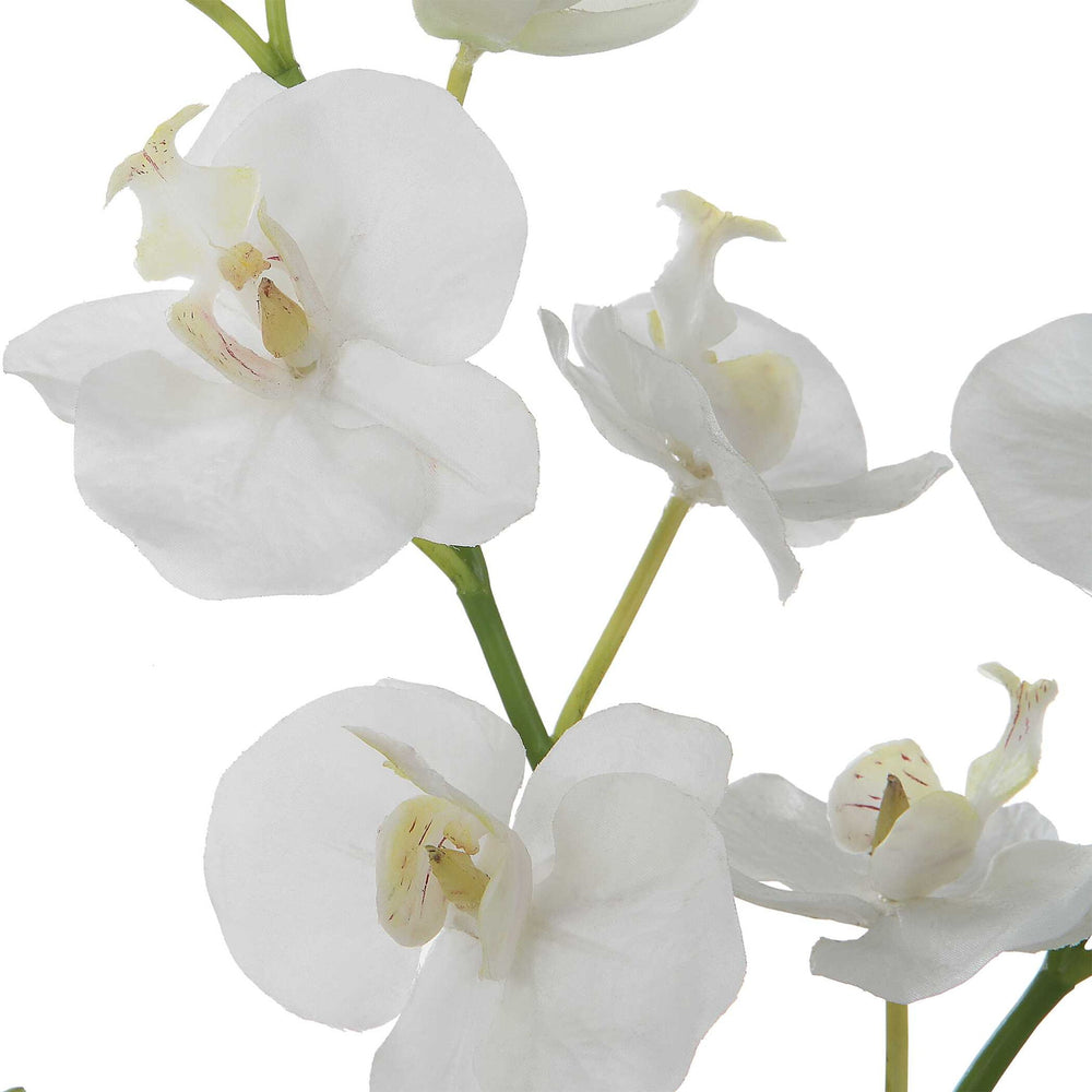 Glory - Orchid