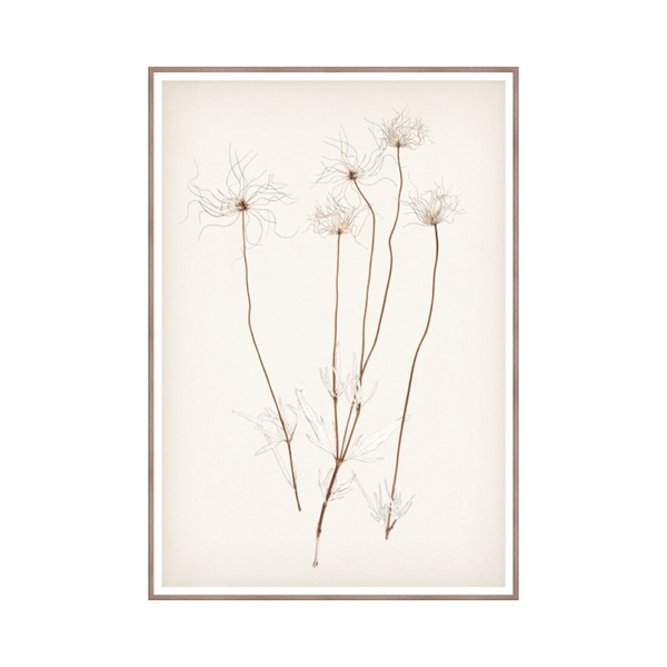 Botanical In Umber III