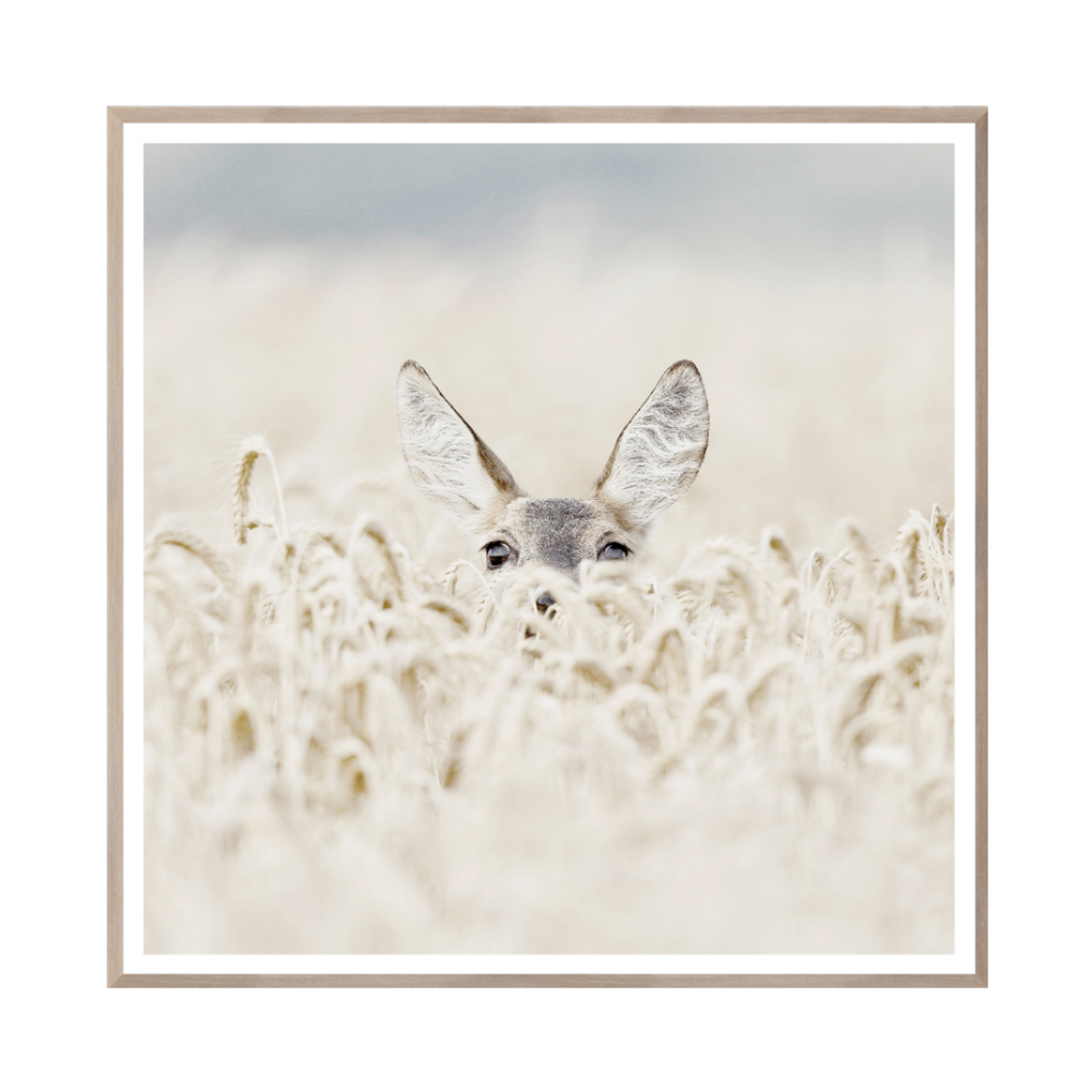 Peekaboo Deer