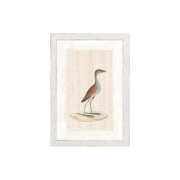 Sanderling Plover C. 1790
