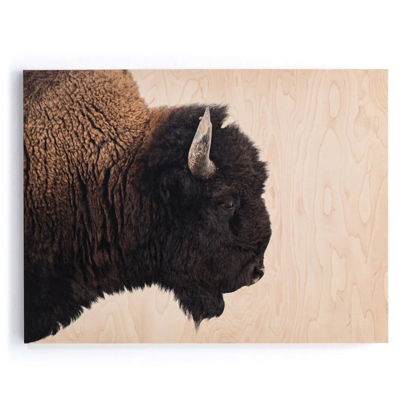 American Bison by Getty Images