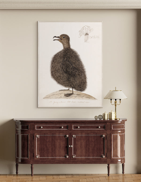Young Mount Pitt Bird, C. 1792